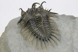 Spiny Comura Trilobite - Excellent Preparation #245922-3